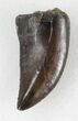 Serrated, Allosaurus Tooth - Top Quality! #36386-1